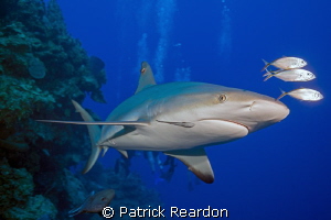In honor of shark week. by Patrick Reardon 